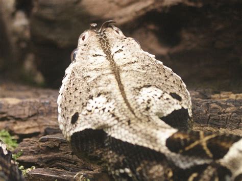 bitis_21|Bitis gabonica .